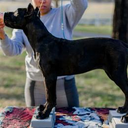 Cane Corso Puppies from Cane Corso Empire of Guardians
