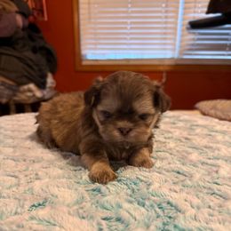 Brazil - Liver male Shih Tzu puppy in Success, Missouri from Sweet Success