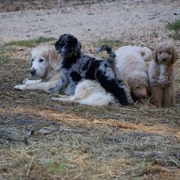 Goldendoodle Puppies from FurEver Friends Doodles