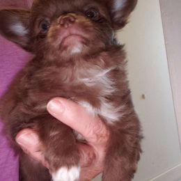 Tootsie - Chocolate and white Chihuahua puppy in Nc, Florida from Brusseluv2