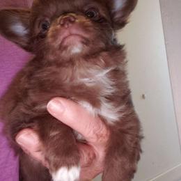 Tootsie - Chocolate and white Chihuahua puppy in Nc, Florida from Brusseluv2