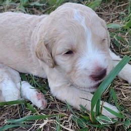 Black collar - Cream male Goldendoodle puppy in Willow Springs, Missouri from Todd Family Homestead