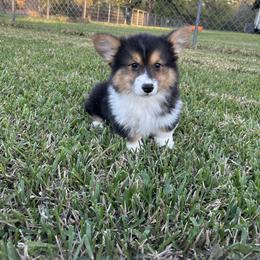 Champ - Black and tan male Pembroke Welsh Corgi puppy in Canton, Texas from Circle M Corgis
