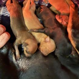 Miniature Pinscher puppies from Legacy Danes