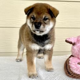Boy 2 - Sesame male Shiba Inu puppy in Milton, Florida from Moonlight Shibas