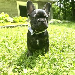 French Bulldog Puppies from Camarra King