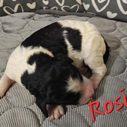 Rosie - Parti female Goldendoodle puppy in Kansas City, Missouri from Poppy's Doodles