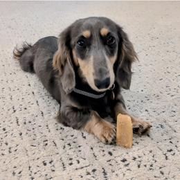 WLV - Blue and cream male Dachshund puppy in Arkansas from Heart of Doxie