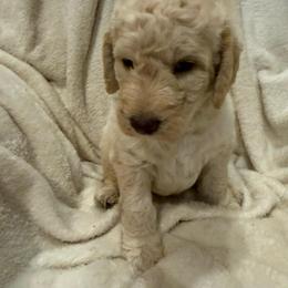 Butters - Cream male Labradoodle puppy in Churchill County Fallon, Nevada from Card Family Ranch