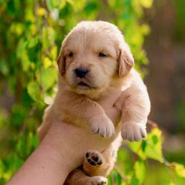 Jewel  (Dark Pink Collar) - Golden female Golden Retriever puppy in Oregon from A Goldens First Love