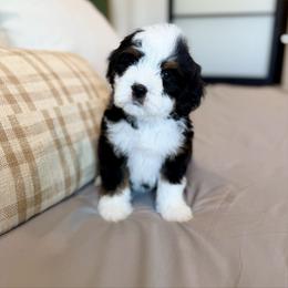 Male 3 - Tri-color male Bernedoodle puppy in Nampa, Idaho from Boise Bernedoodles