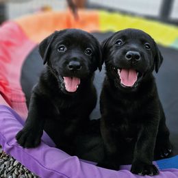 Labrador Retriever Puppies from Eternity Labradors