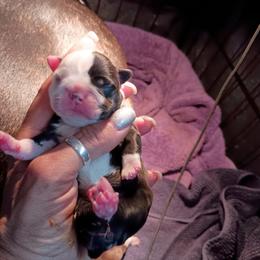 Miss Blue - Black brindle and white female Boston Terrier puppy in Hamilton, Montana from Reds Studio