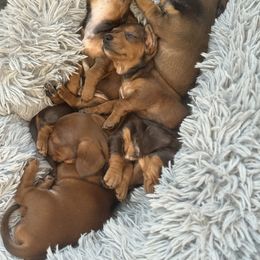 Bernedoodles, Bernese Mountain Dogs, Dachshunds, and Goldendoodles from Livy’s Doodles