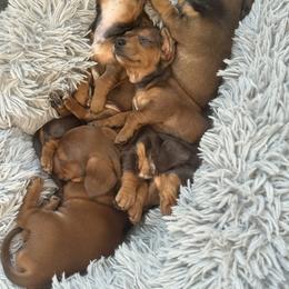 Bernedoodles, Bernese Mountain Dogs, Dachshunds, and Goldendoodles from Livy’s Doodles