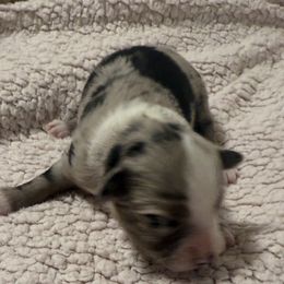 Bandit - Blue merle male Toy Australian Shepherd puppy in Caddo Mills, Texas from R & W Aussies