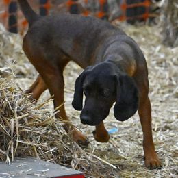 Javelin - Bavarian Mountain Scent Hound