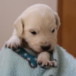 Boy 4 - Light golden male Golden Retriever puppy in Chehalis, Washington from Tradition Golden Retrievers