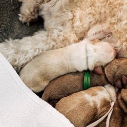 Green boy - Caramel cream male Australian Labradoodle puppy in Syracuse, Indiana from The Doodle Cove