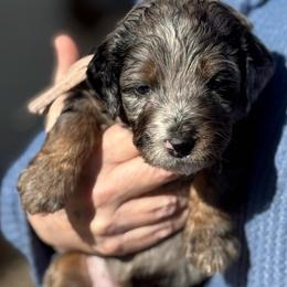 Estella - Merle female Bernedoodle puppy in Wilkesboro, North Carolina from Bernedoodle Love Puppies