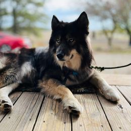 Theodore - Siberian Husky
