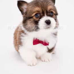 Barley - Sable and white male American Corgi puppy in Santaquin, Utah from Blacktail Mountain Corgis