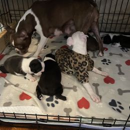 Boston Terrier Puppies from Angie's Little Bostons