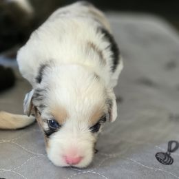 Cardigan Welsh Corgi Puppies from Savage Family Farm