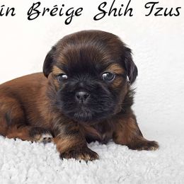 AKC Solid Red Male - Red male Shih Tzu puppy in Middle Grove, New York from Beirin Breige Shih Tzus