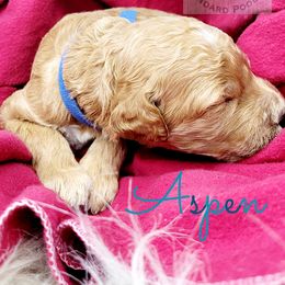 Poodle Puppies from Serene Arenas' Standard Poodles