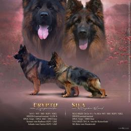 German Shepherd puppies from Sterley Shepherds