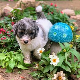 Aussiedoodle Puppies from Crystal Ridge Doodles