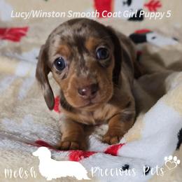 Puppy 5 (Girl 3) - Dapple female Dachshund puppy in Anamosa, Iowa from Melsh Precious Pets