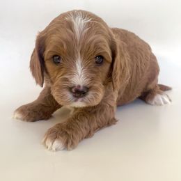 Poe - Red male Cavapoo puppy in Vineyard, Utah from Pitter Patter Puppies