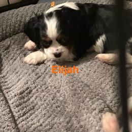 Sir Camelot (Elijah) - Tri-color male Cavalier King Charles Spaniel puppy in Broken Arrow, Oklahoma from Cavalier King Charles Heartland