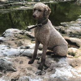 Poodle All Grown Up from Kings River Poodles and Doodles