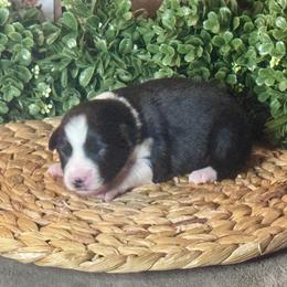 Yesterday - Black & white female Miniature Australian Shepherd puppy in California from Eagle River Aussies