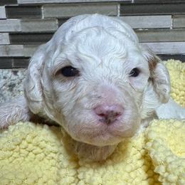 Grumpy - White male Poodle puppy in Akeley, Minnesota from Blessed Acres Miniature Poodles