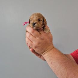 Emerald- Pink collar - Red female Cavapoo puppy in South Jordan, Utah from Lucky Doodle Pups