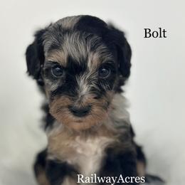 Bolt - Merle male Goldendoodle puppy in Milford, Indiana from Railway Acres Kennel
