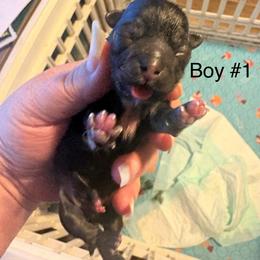 Romeo - Brindle male Shih Tzu puppy in Mattoon, Illinois from Jenkins Tzu and Poo’s