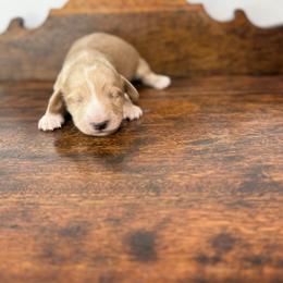Nyx - Red female Dachshund puppy in Squires, Missouri from Hudson’s Hounds