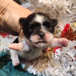 Pekingese, Poodle, and Shih Tzu Puppies from Happy puppies