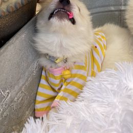 Pomeranian, Pomsky, and Siberian Husky Puppies from Pine & Sea Poms and Pomskies
