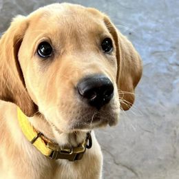 Labrador Retrievers from Paws-itive Puppy Dog Training