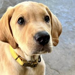 Labrador Retrievers from Paws-itive Puppy Dog Training
