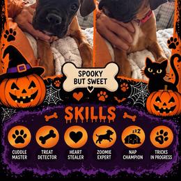 Harris - Fawn male Boxer puppy in Charleroi, Pennsylvania from KC’s Boxers