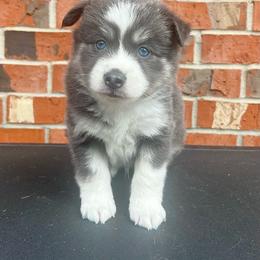 Mario - Blue male Pomsky puppy in Henderson, Kentucky from Paris Pomskies