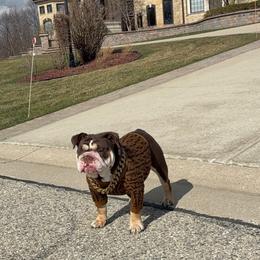 Tater Tot - Bulldog