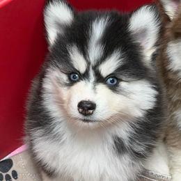 Dash - Black and white male Pomsky puppy in Mc Minnville, Oregon from West Coast Pomskies
